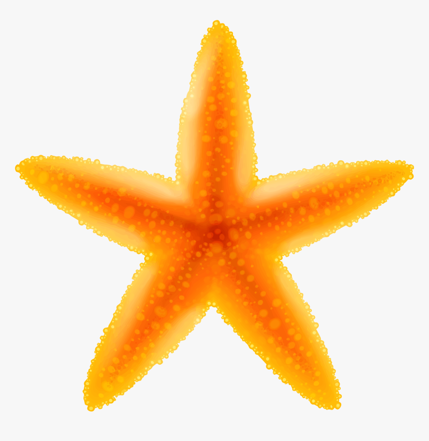 Detail Starfish Transparent Background Nomer 46