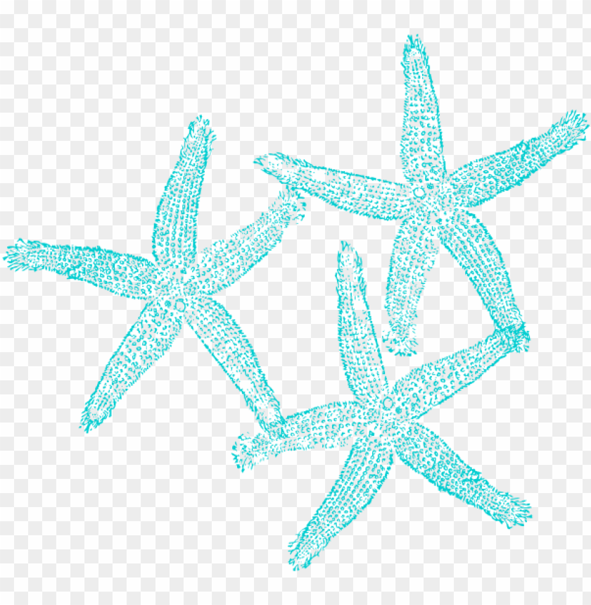 Detail Starfish Transparent Background Nomer 48