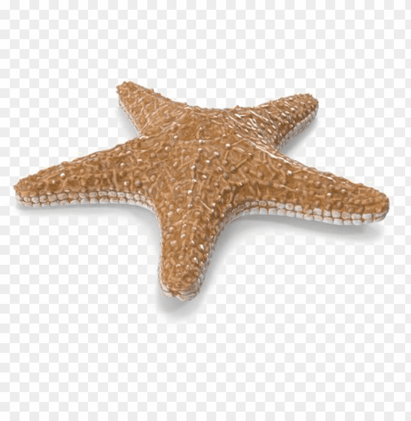 Detail Starfish Transparent Background Nomer 6