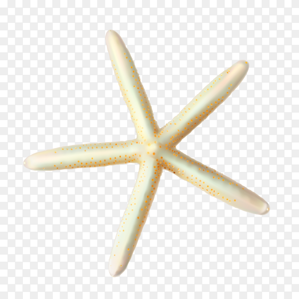 Detail Starfish Vector Png Nomer 23