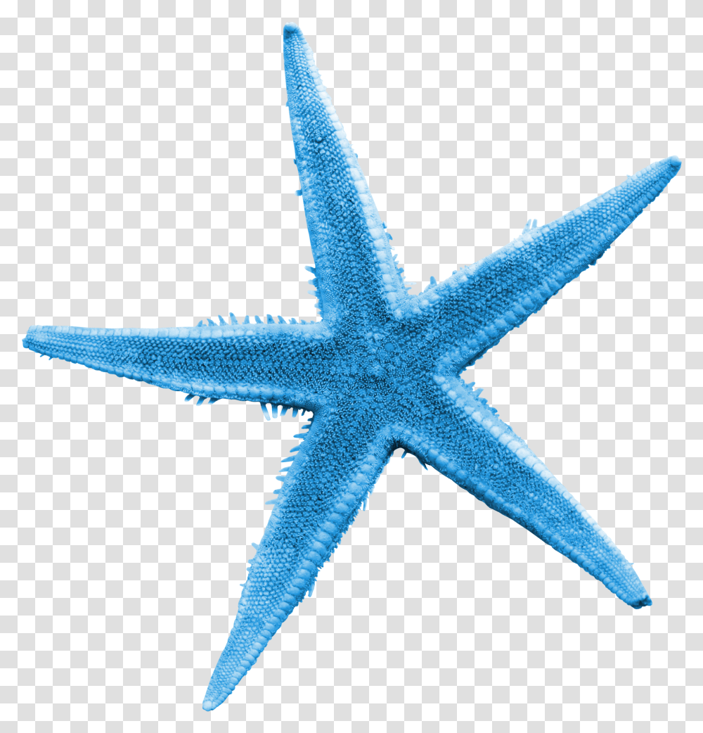 Detail Starfish Vector Png Nomer 30