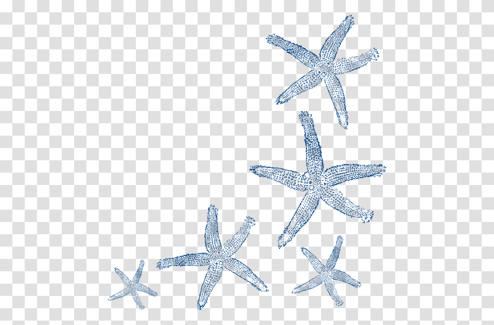 Detail Starfish Vector Png Nomer 49