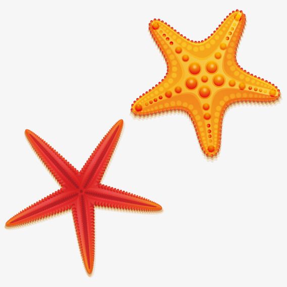 Detail Starfish Vector Png Nomer 55