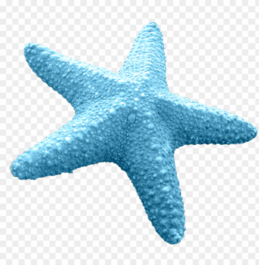 Detail Starfish Vector Png Nomer 10