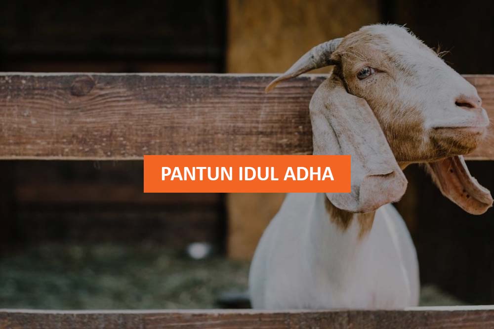 Detail Status Lucu Idul Adha Nomer 21