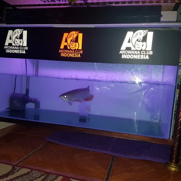 Detail Stiker Aquarium Arwana Nomer 15