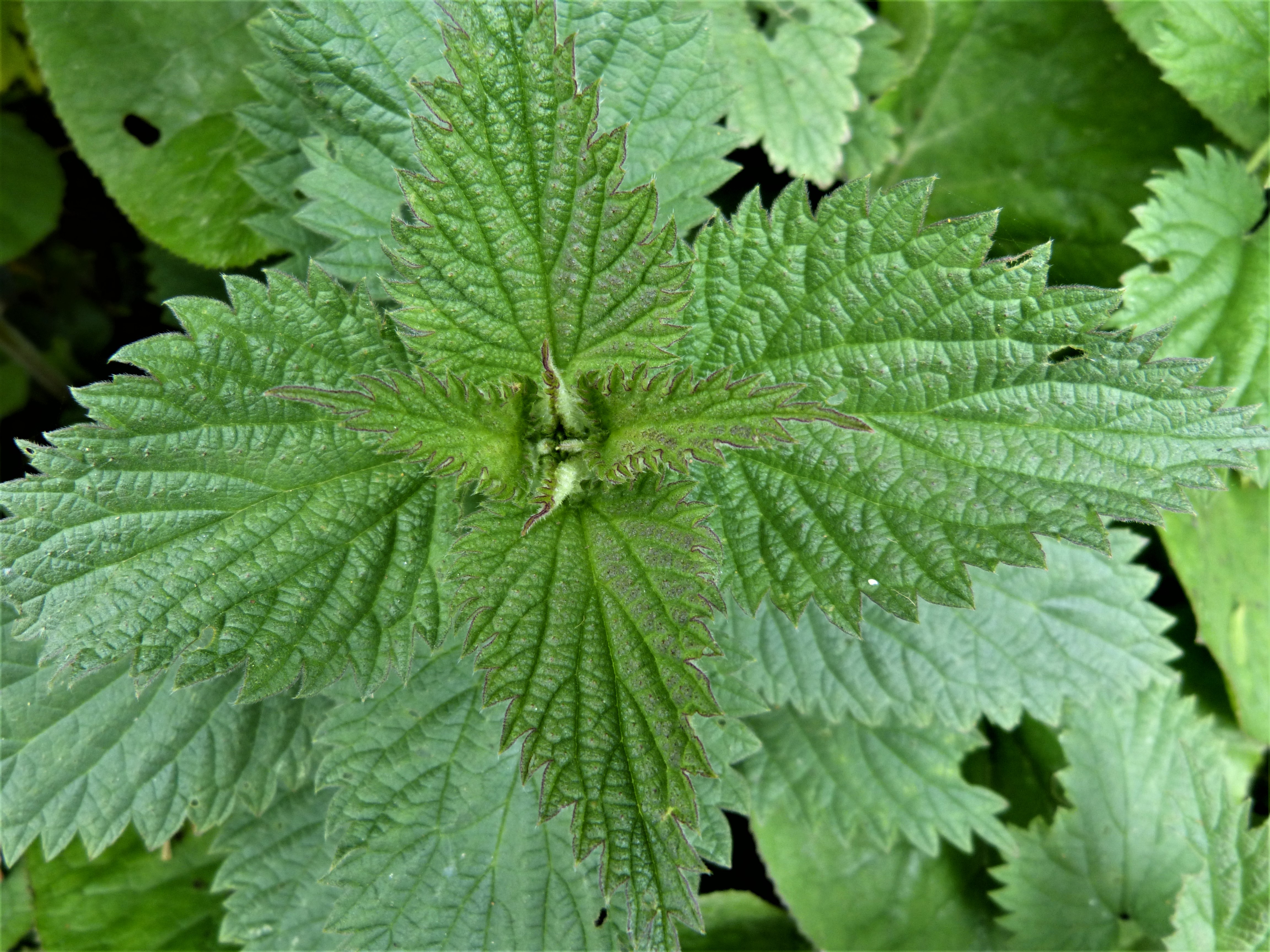 Detail Stinging Nettle Flower Photo Nomer 8