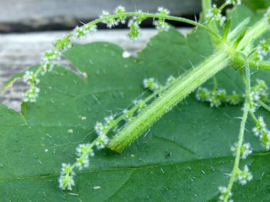 Detail Stinging Nettle Flower Photo Nomer 18