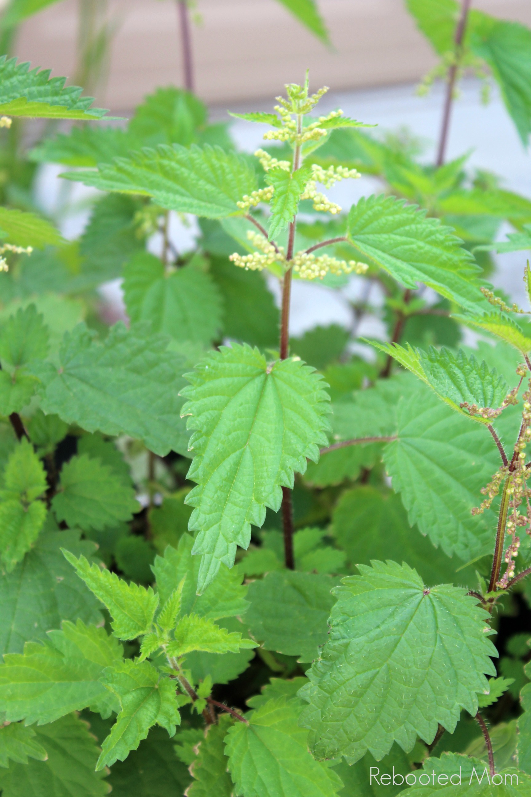 Detail Stinging Nettle Flower Photo Nomer 21