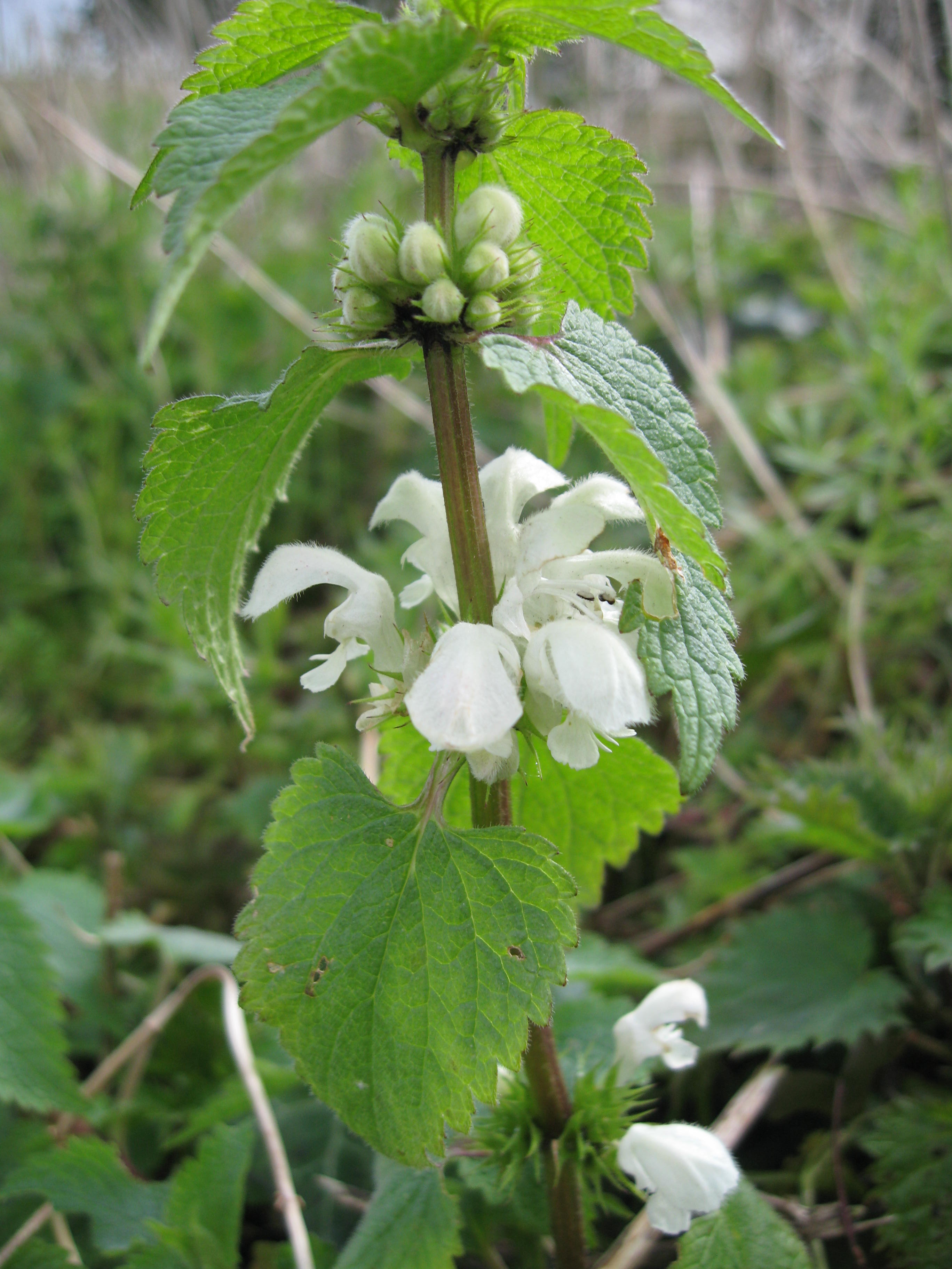 Detail Stinging Nettle Flower Photo Nomer 24