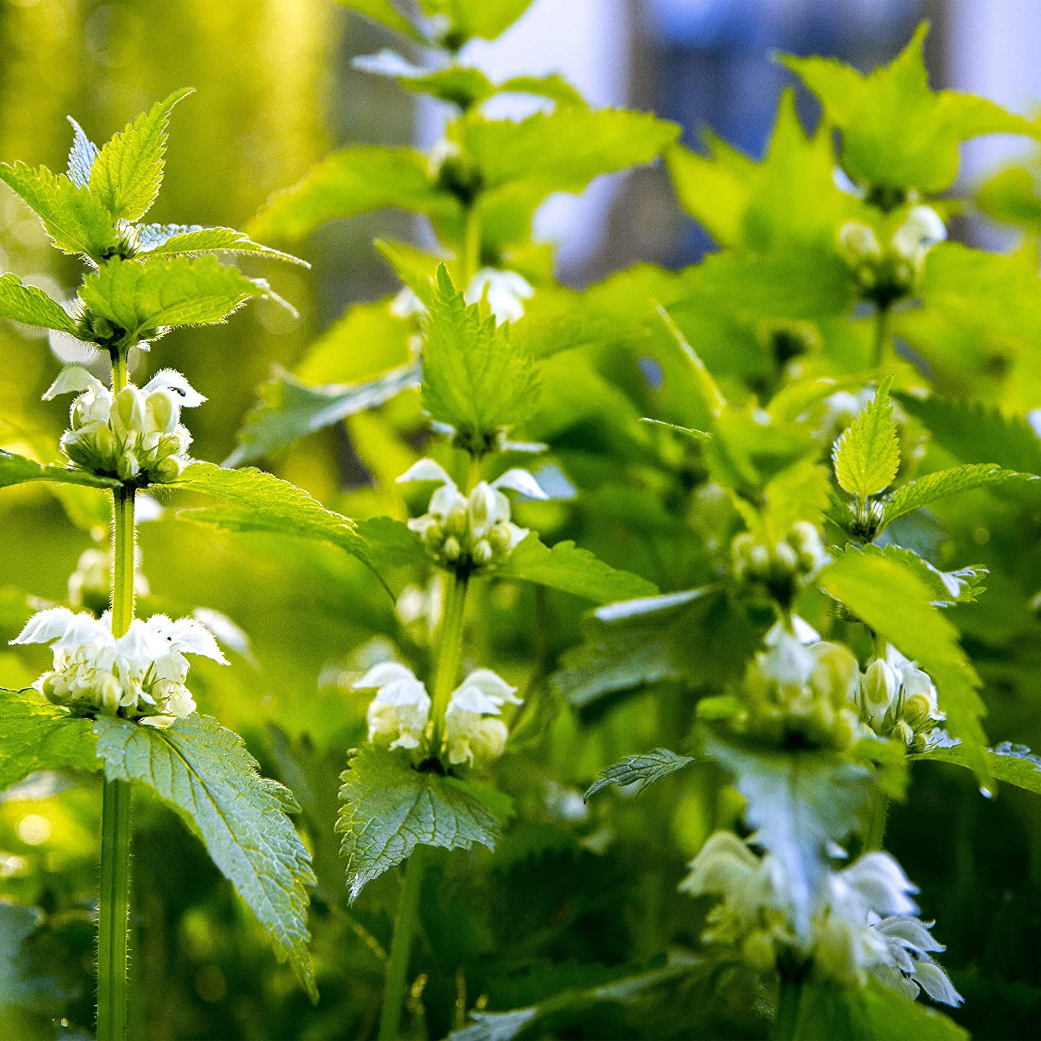 Detail Stinging Nettle Flower Photo Nomer 25