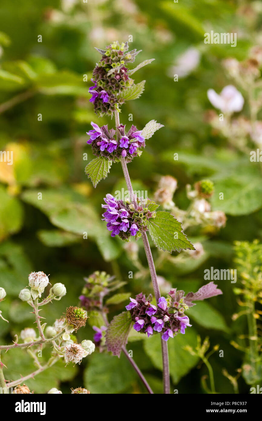 Detail Stinging Nettle Flower Photo Nomer 26