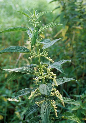 Detail Stinging Nettle Flower Photo Nomer 30