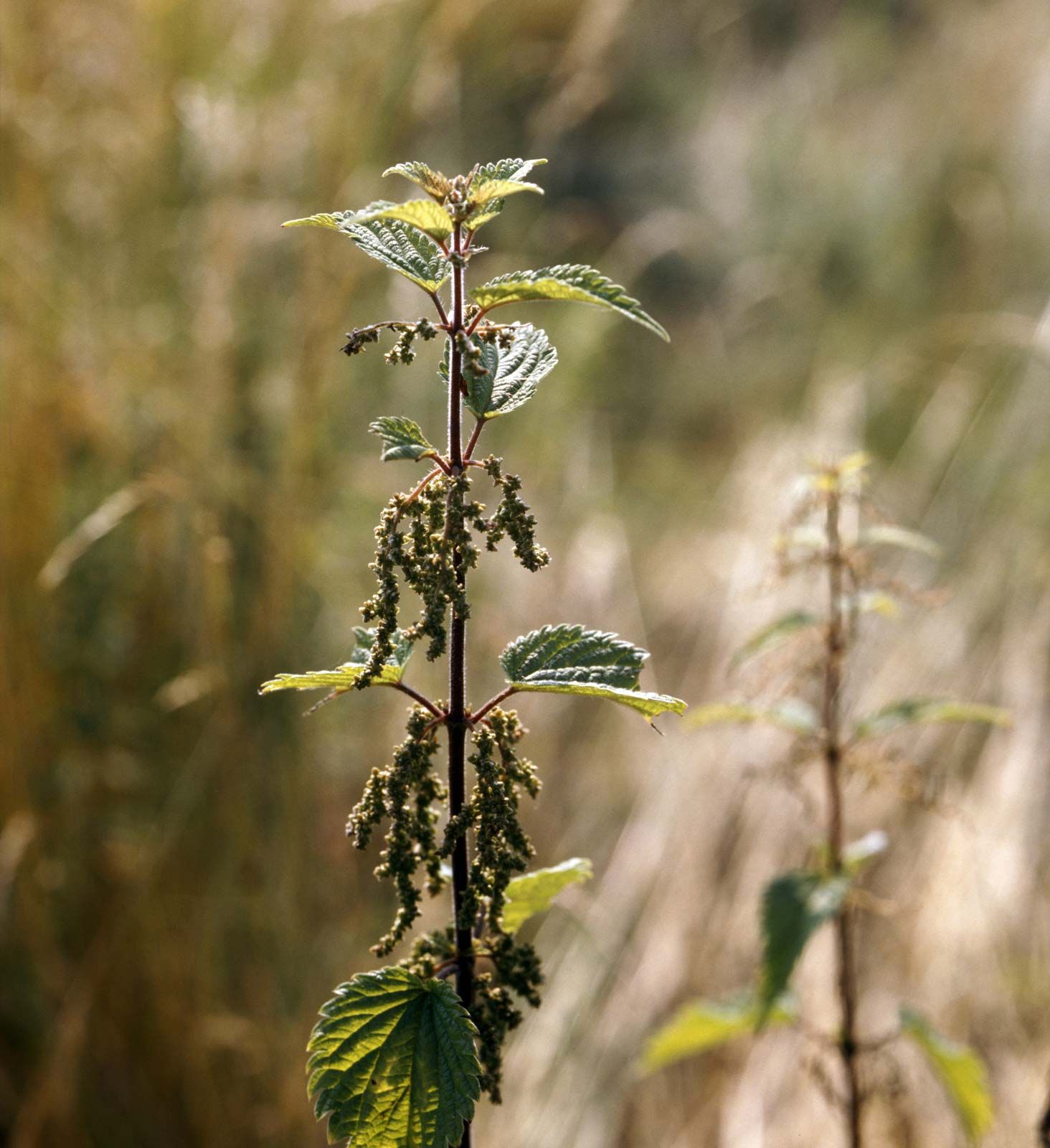 Detail Stinging Nettle Flower Photo Nomer 36