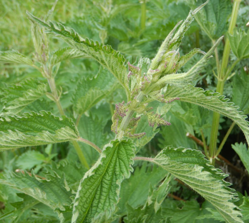 Detail Stinging Nettle Flower Photo Nomer 37