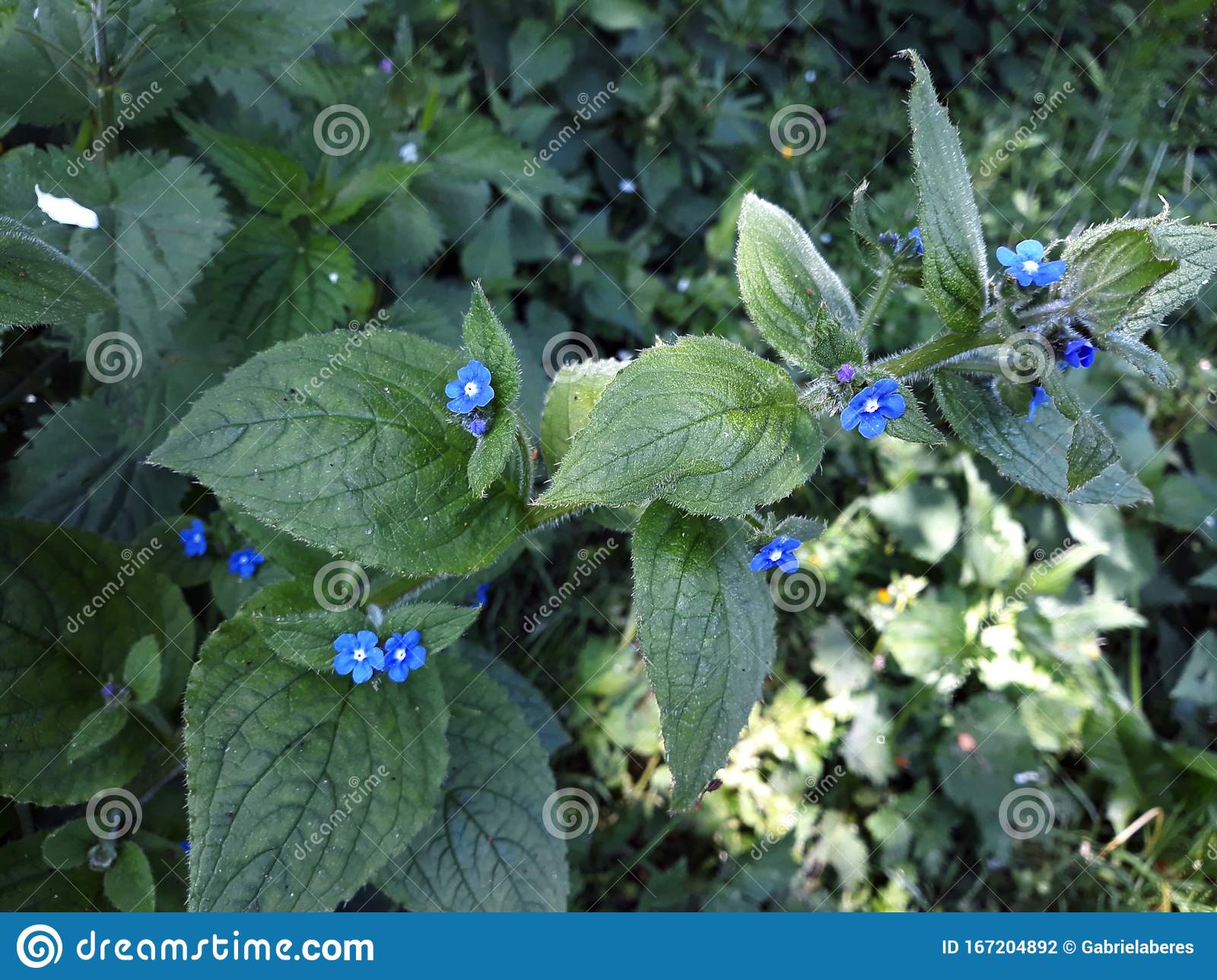 Detail Stinging Nettle Flower Photo Nomer 38