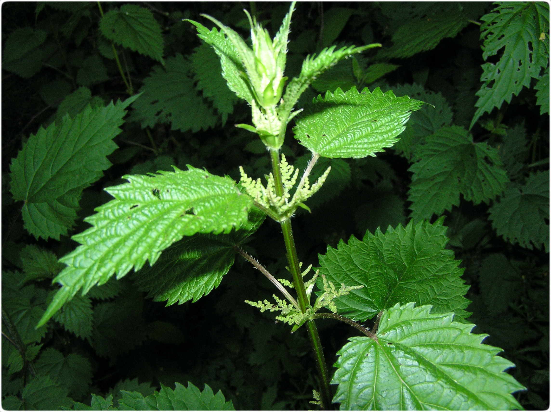 Detail Stinging Nettle Flower Photo Nomer 41