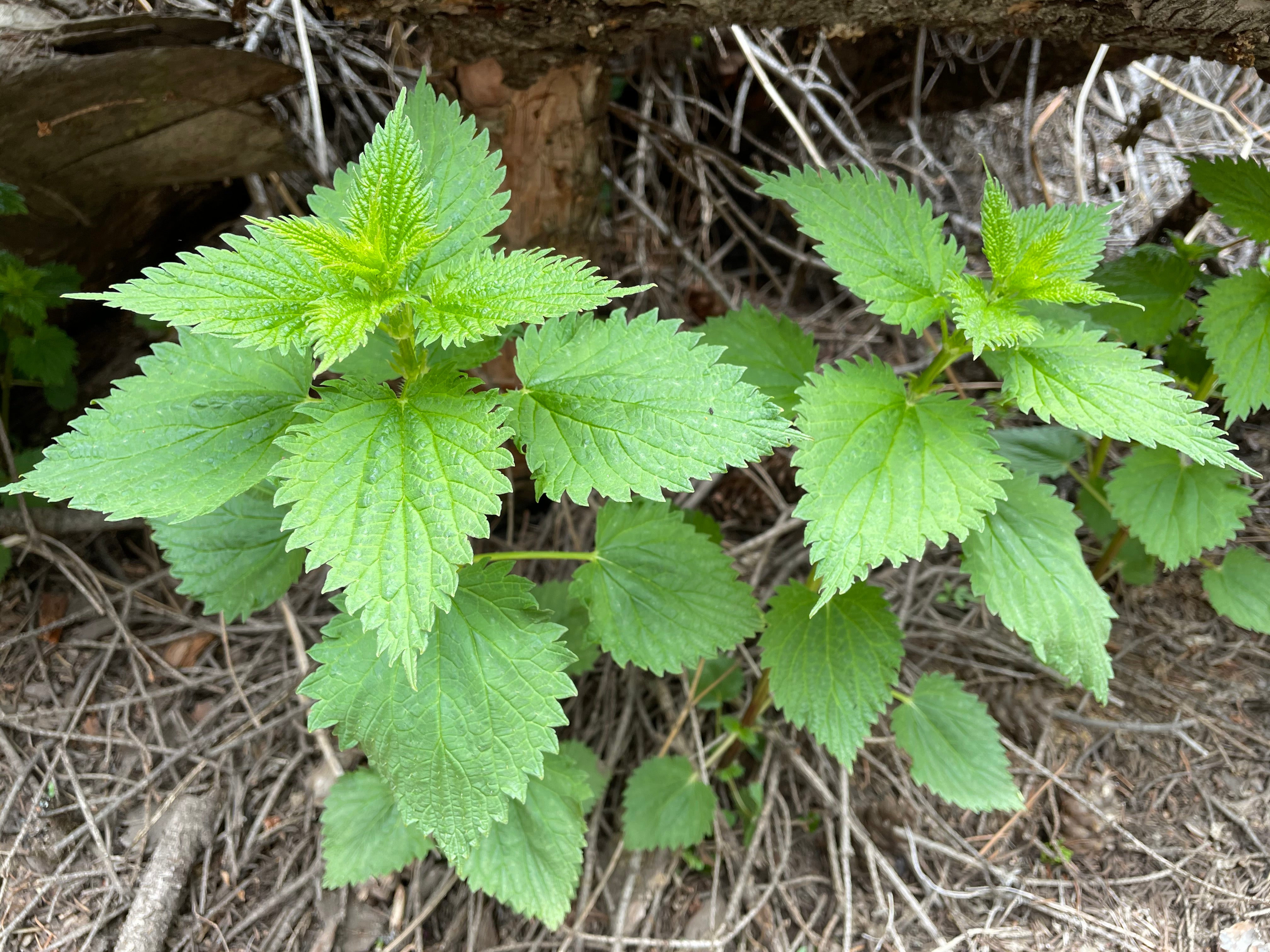 Detail Stinging Nettle Picture Nomer 2