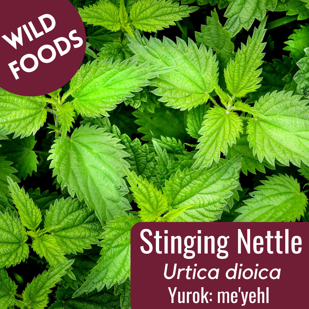 Detail Stinging Nettle Picture Nomer 46