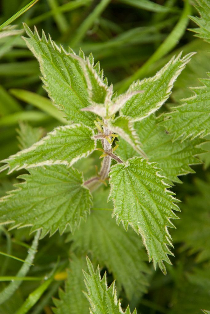 Detail Stinging Nettle Picture Nomer 52