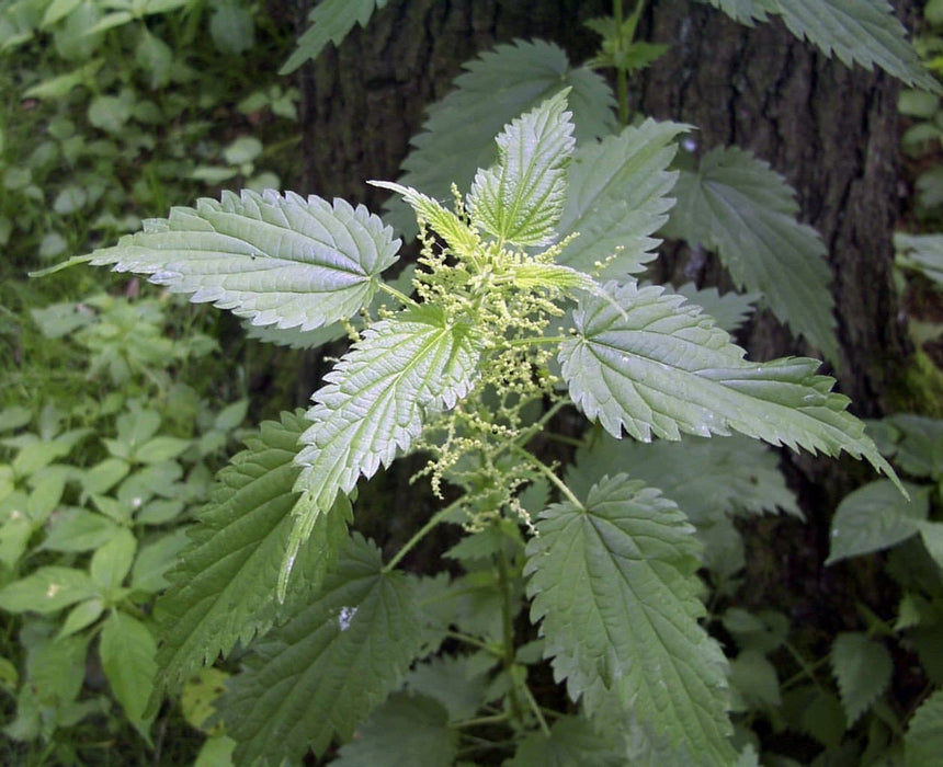 Detail Stinging Nettle Picture Nomer 7