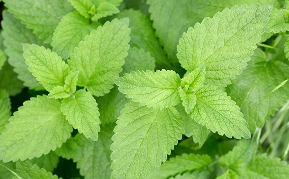 Detail Stinging Nettle Plant Picture Nomer 42