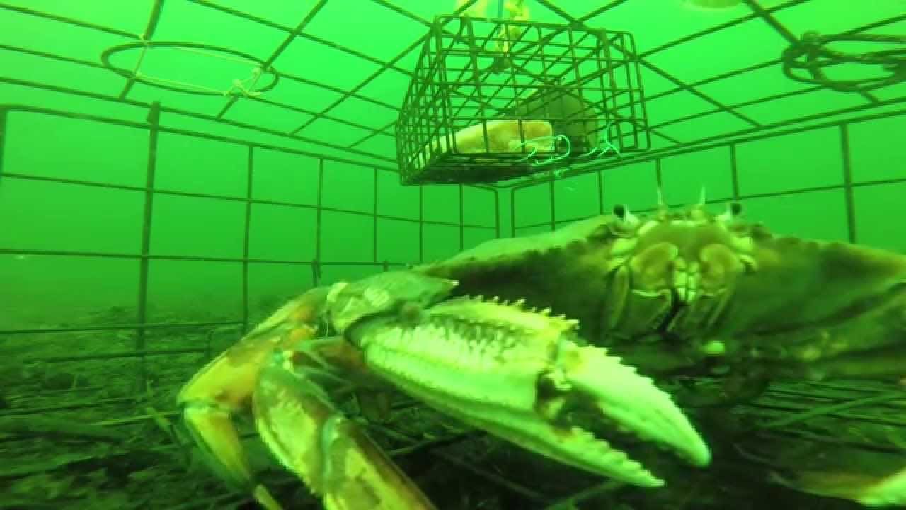Detail Stone Crab Trap Kit Nomer 25