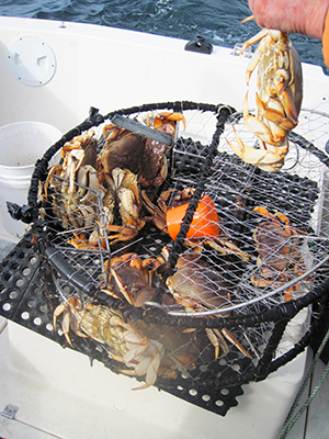 Detail Stone Crab Trap Kit Nomer 30
