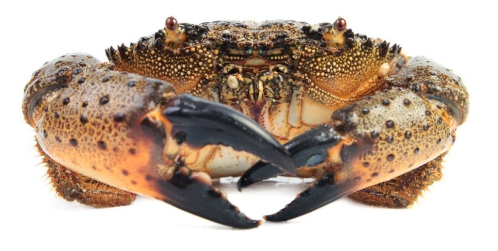 Detail Stone Crab Trap Kit Nomer 39
