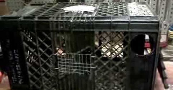 Detail Stone Crab Trap Kit Nomer 44
