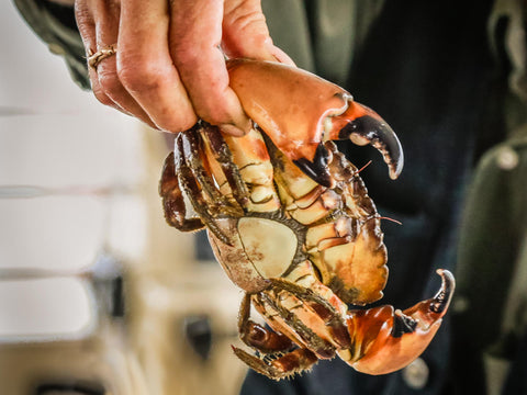 Detail Stone Crab Trap Kit Nomer 45