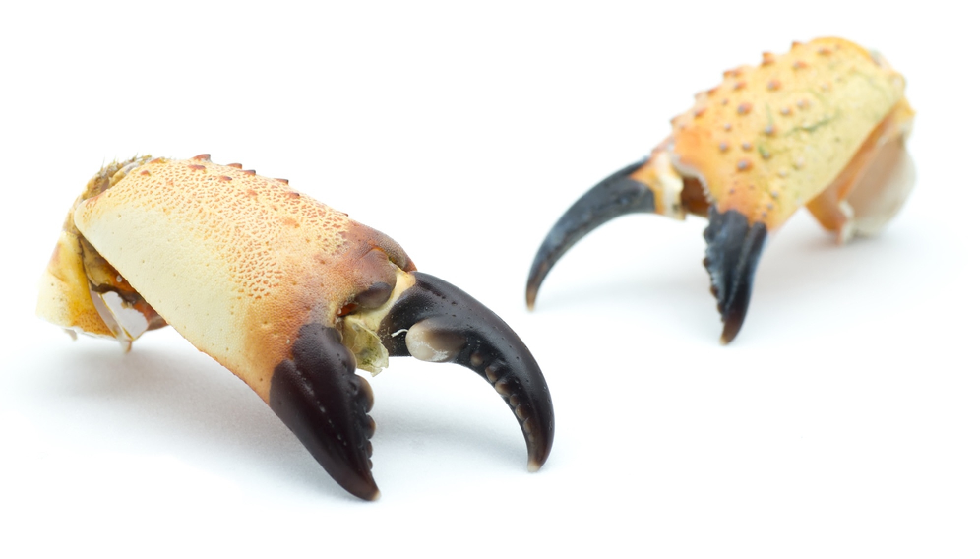 Detail Stone Crab Trap Kit Nomer 50