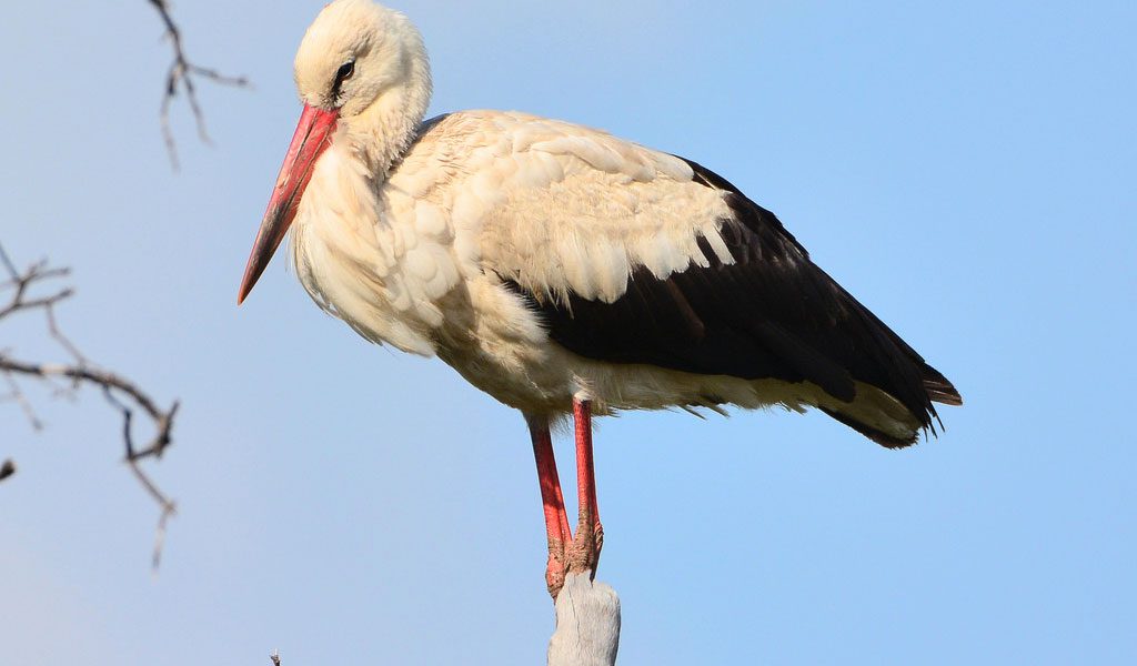 Detail Stork Bird Images Nomer 7