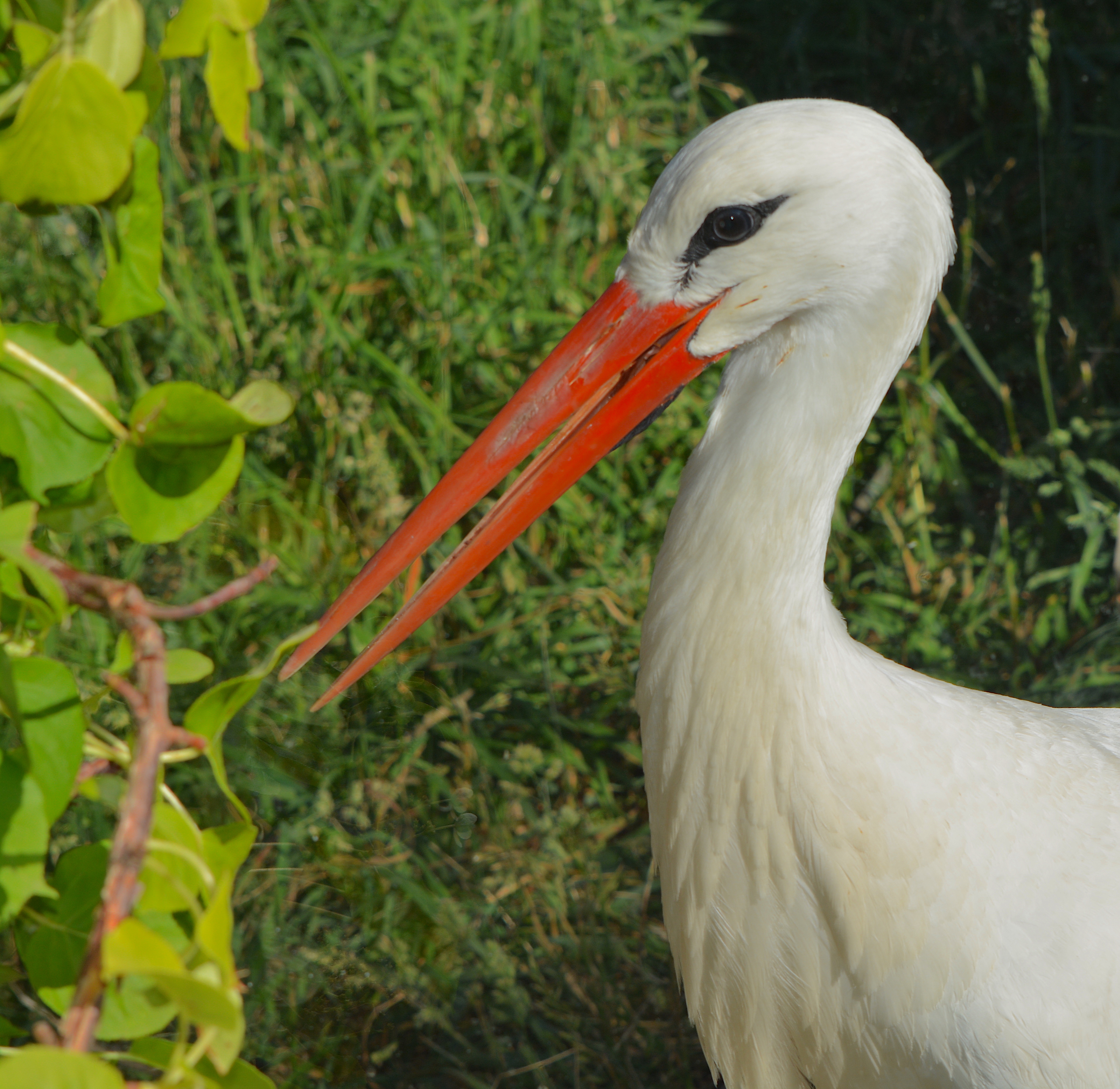 Detail Stork Bird Images Nomer 8