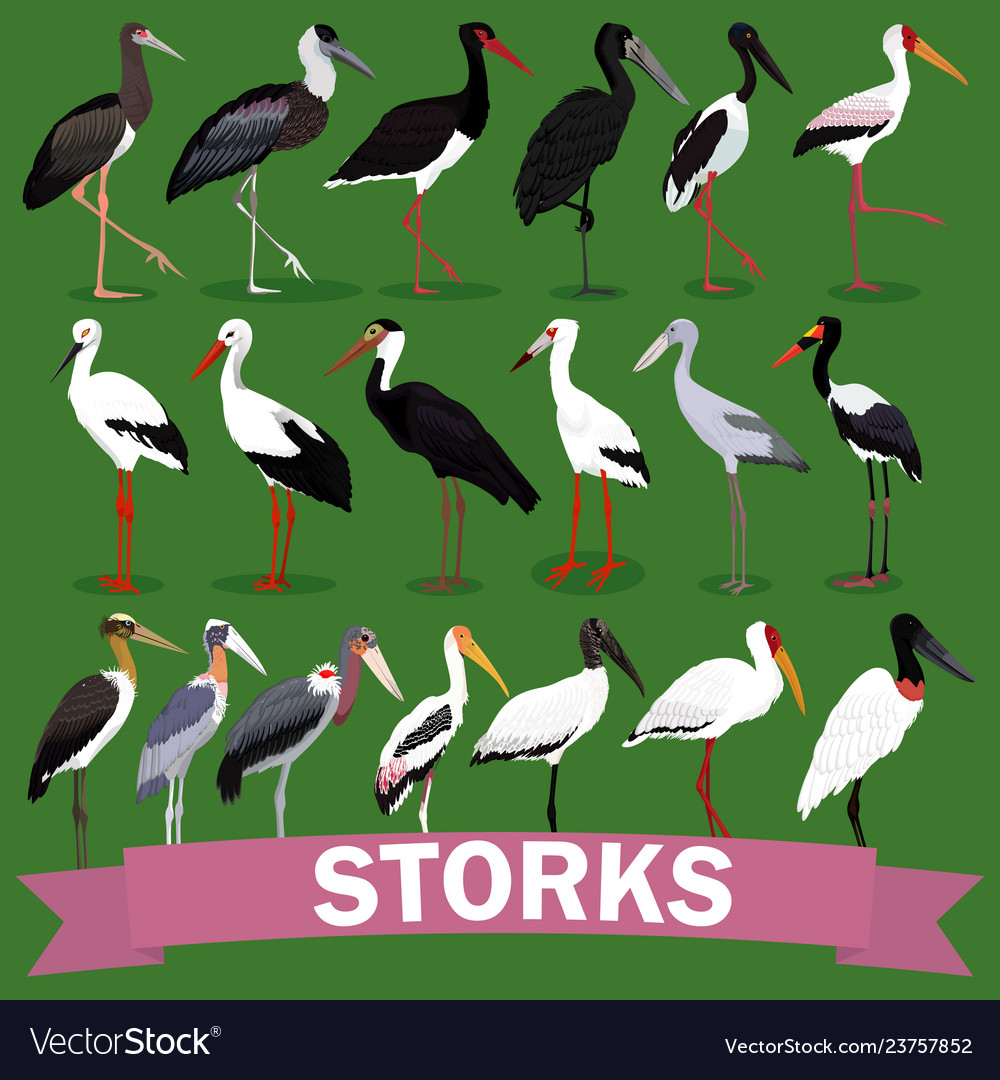 Detail Stork Bird Images Nomer 10