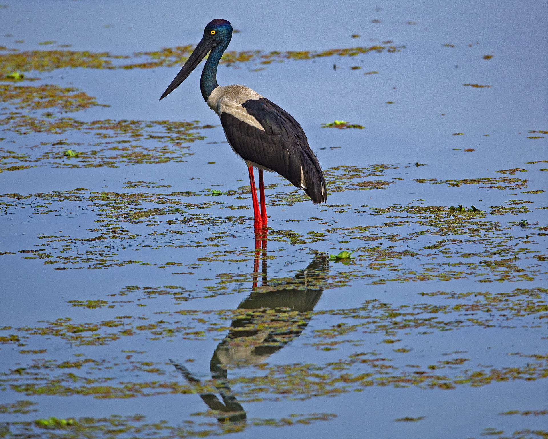 Detail Stork Bird Images Nomer 12