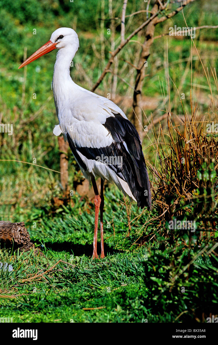 Detail Stork Bird Images Nomer 17