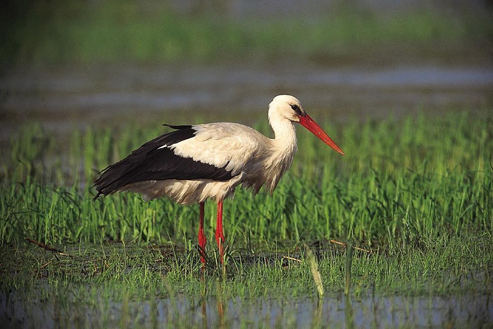 Detail Stork Bird Images Nomer 18