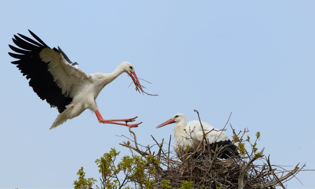 Detail Stork Bird Images Nomer 20