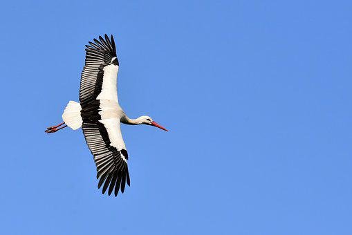 Detail Stork Bird Images Nomer 21