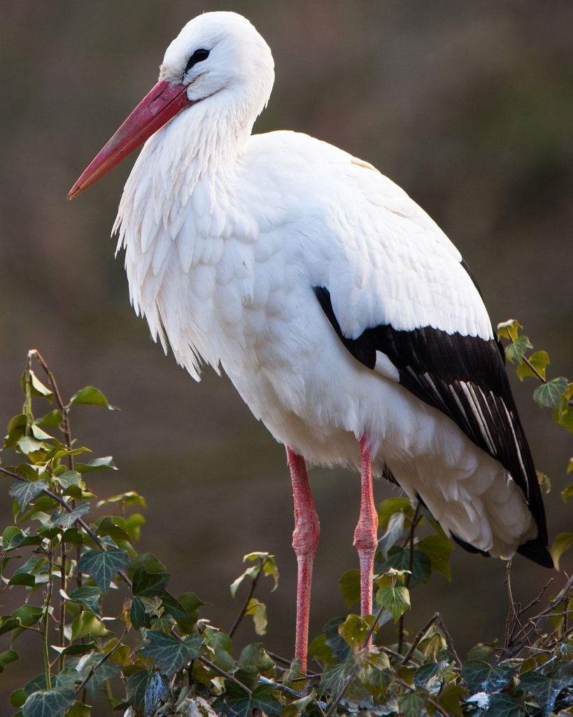 Detail Stork Bird Images Nomer 23