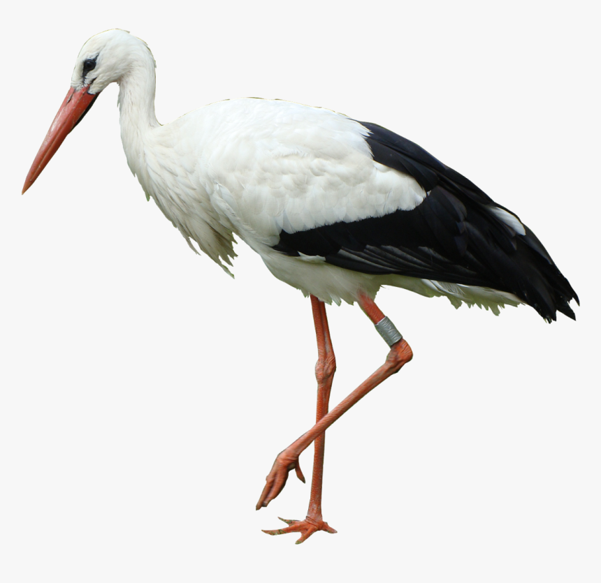 Detail Stork Bird Images Nomer 26