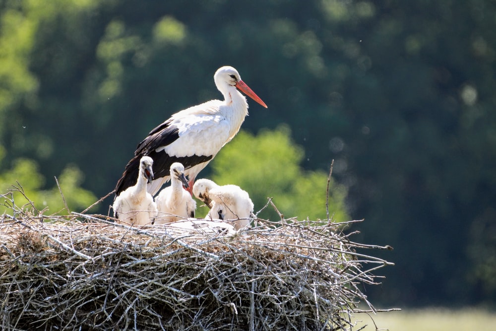 Detail Stork Bird Images Nomer 29