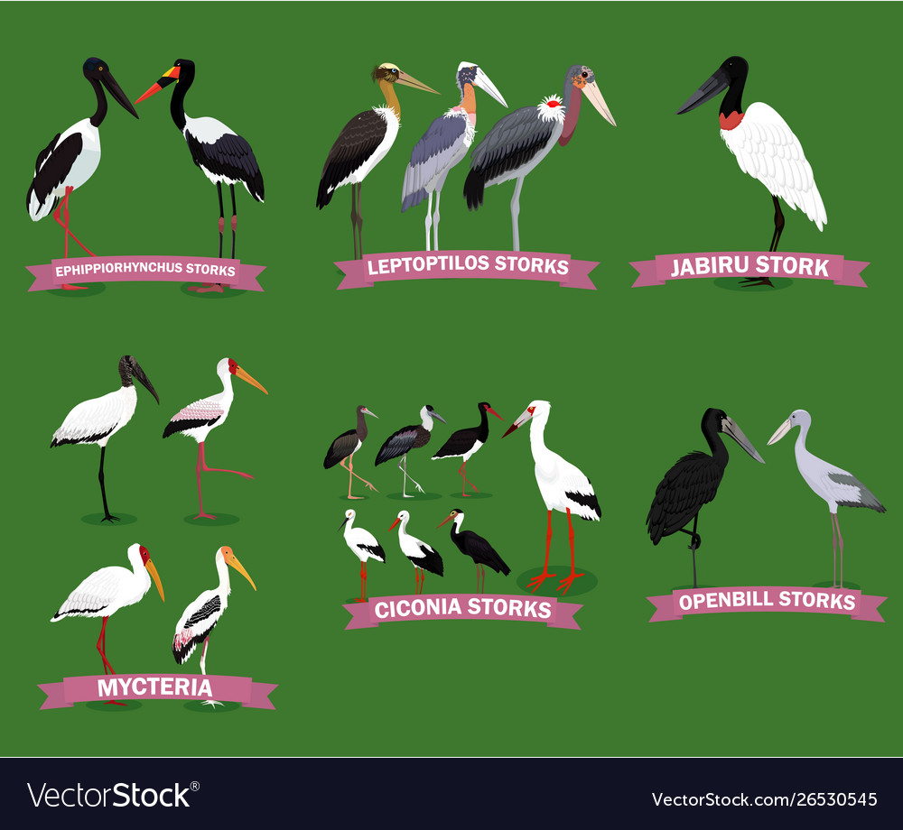 Detail Stork Bird Images Nomer 31