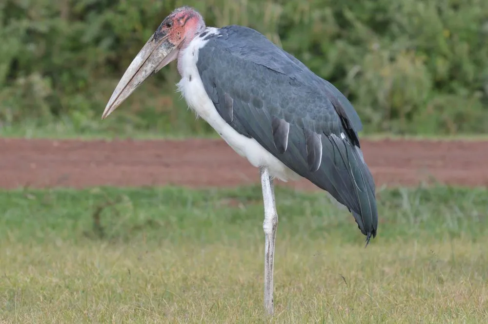 Detail Stork Bird Images Nomer 33