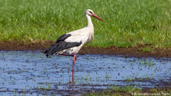 Detail Stork Bird Images Nomer 35