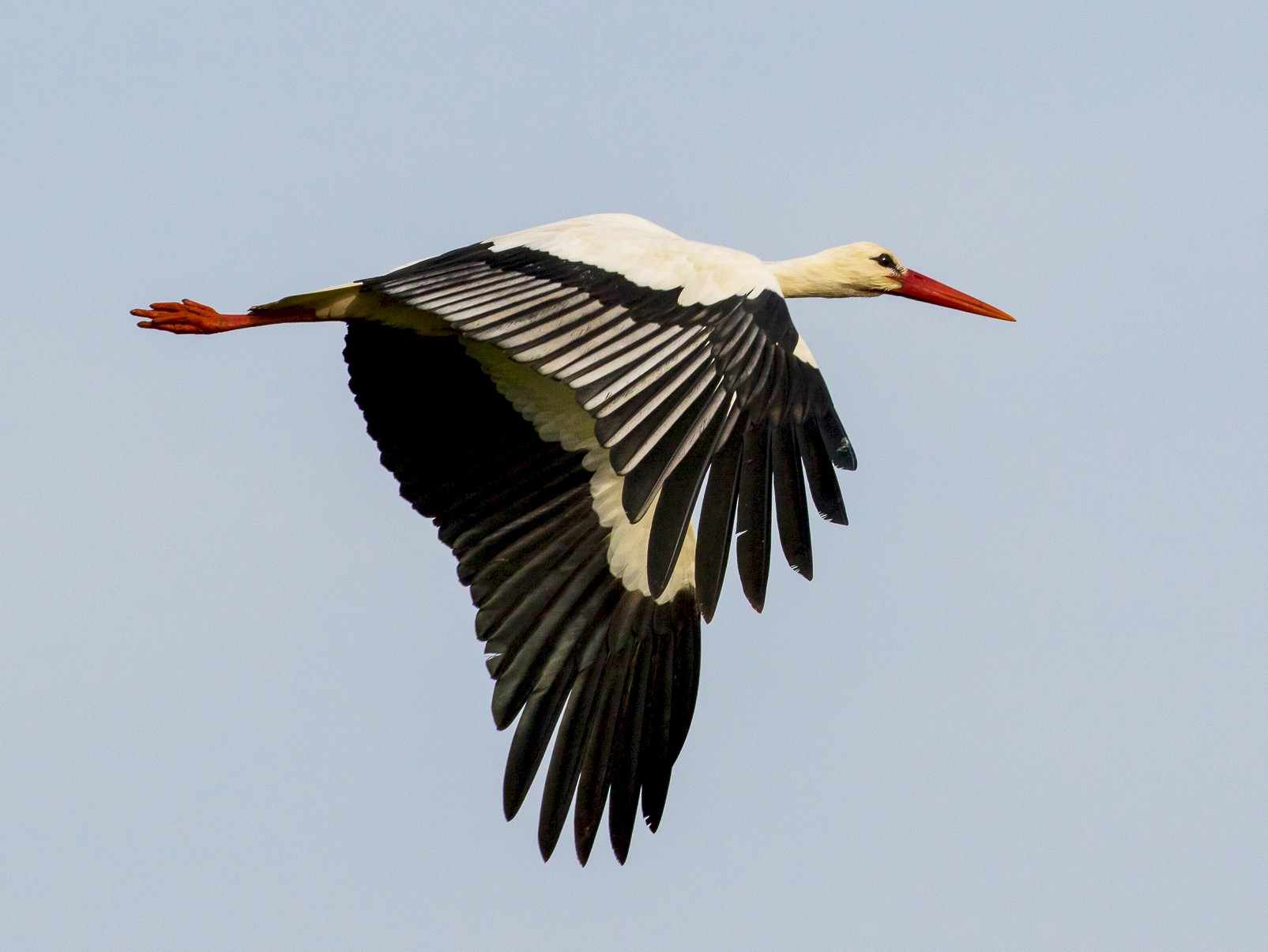 Detail Stork Bird Images Nomer 37