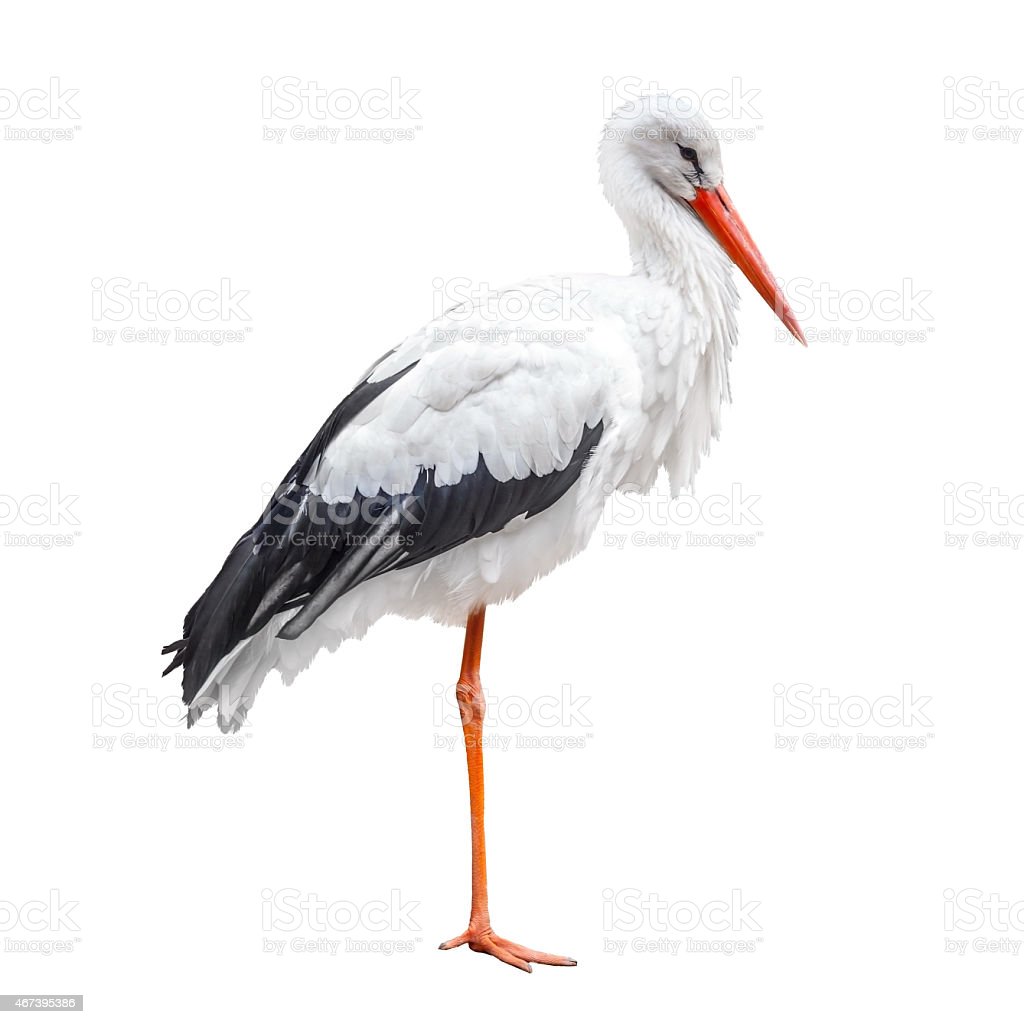 Detail Stork Bird Images Nomer 39