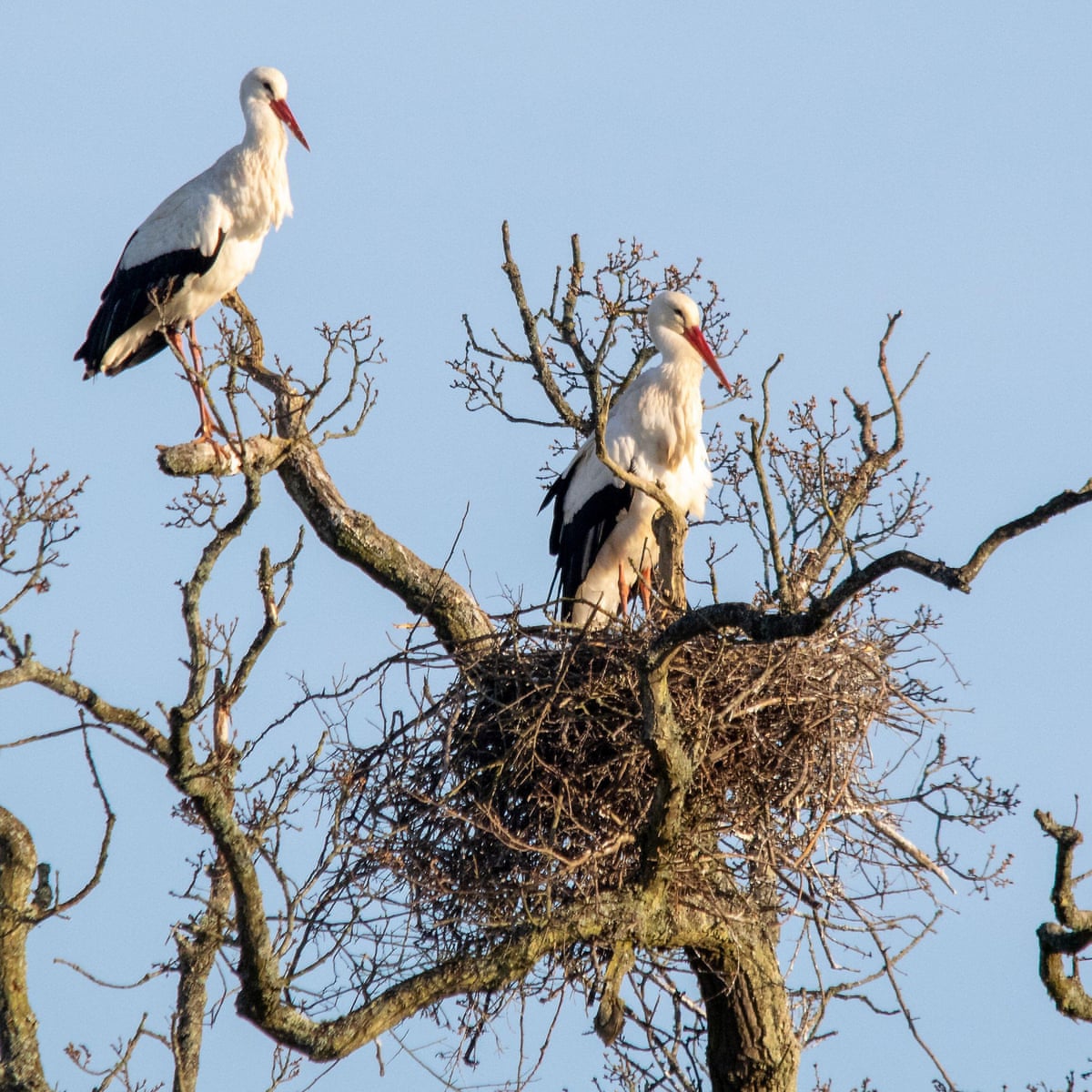 Detail Stork Bird Images Nomer 41