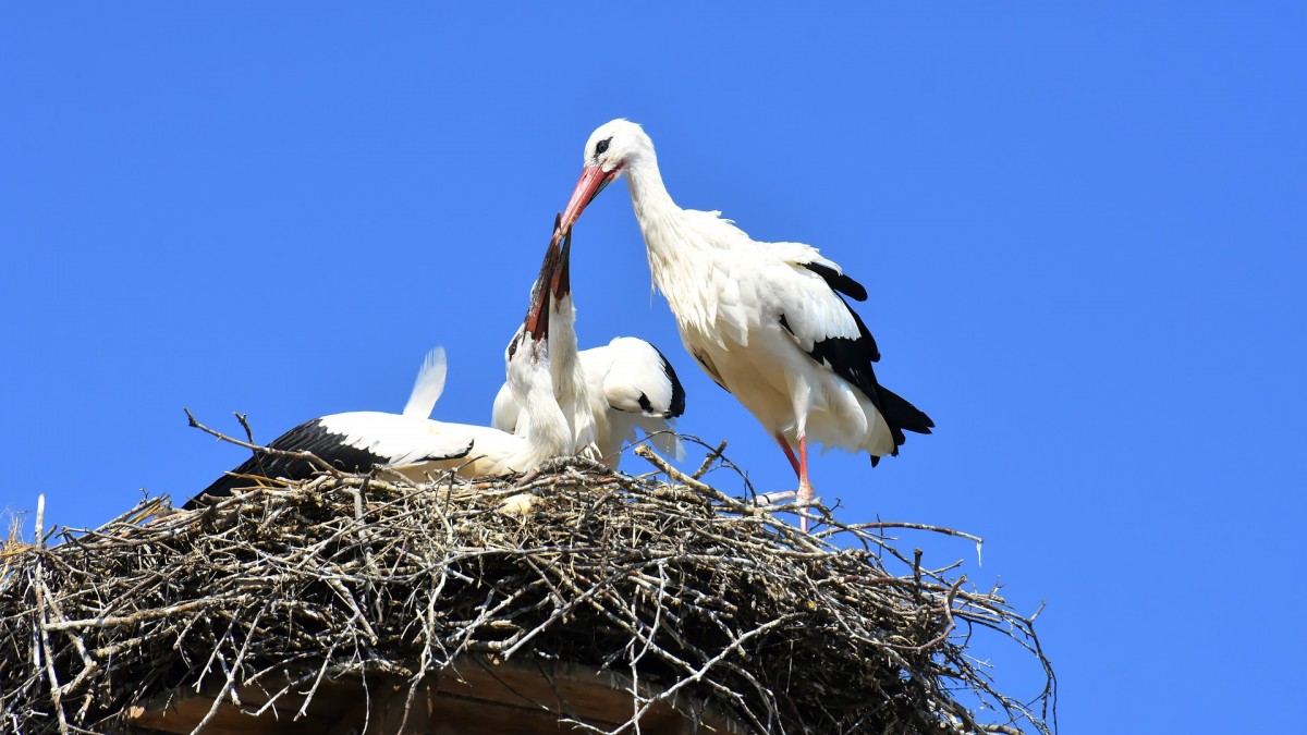 Detail Stork Bird Images Nomer 46